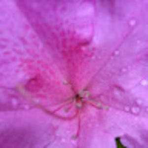 Meet your Posher, Elyssa